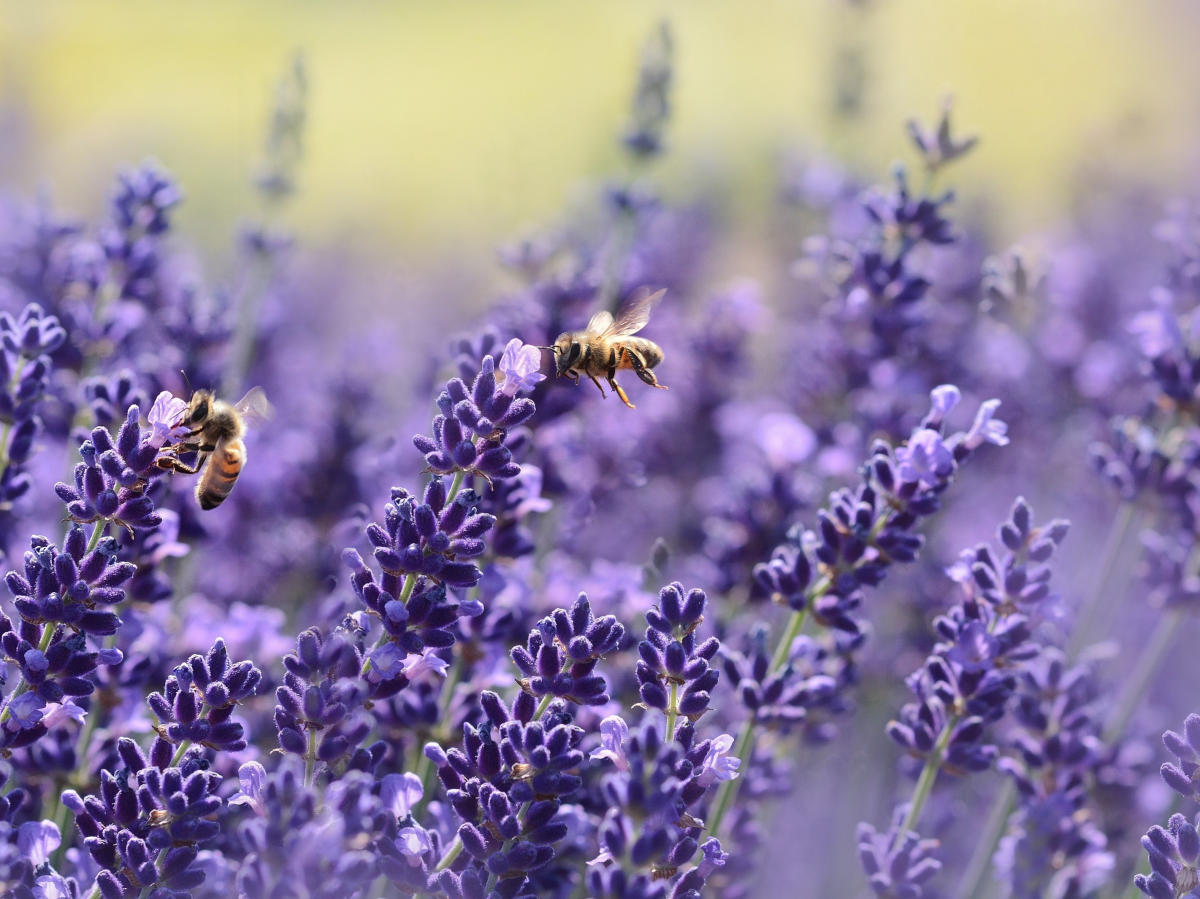 bees-bloom-blossom-164470 bees-bloom-blossom-164470