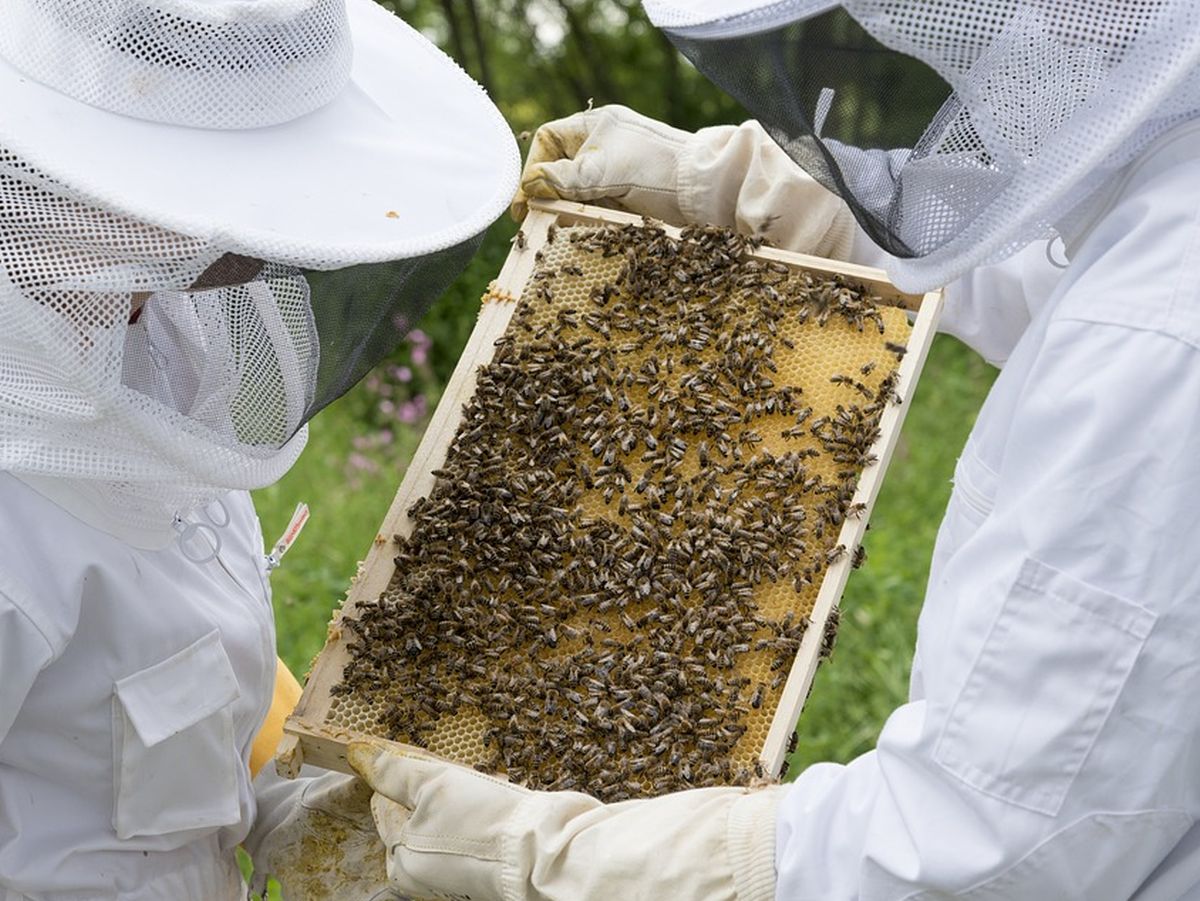 beekeeper-2650664_960_720_bevezeto