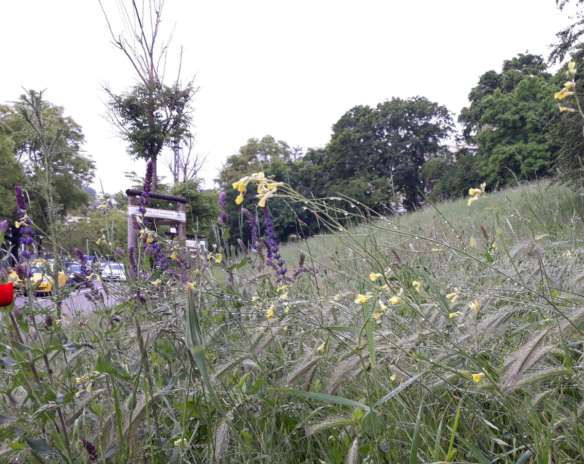 Istenhegyi_lejto_csp_20190516_07_after_rain Istenhegyi_lejto_csp_20190516_07_after_rain