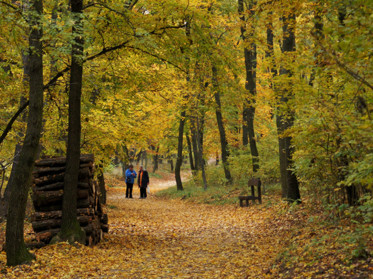 Válasszuk a Normafa helyett a budai hegyek kevésbé látogatott helyeit Válasszuk a Normafa helyett a budai hegyek kevésbé látogatott helyeit