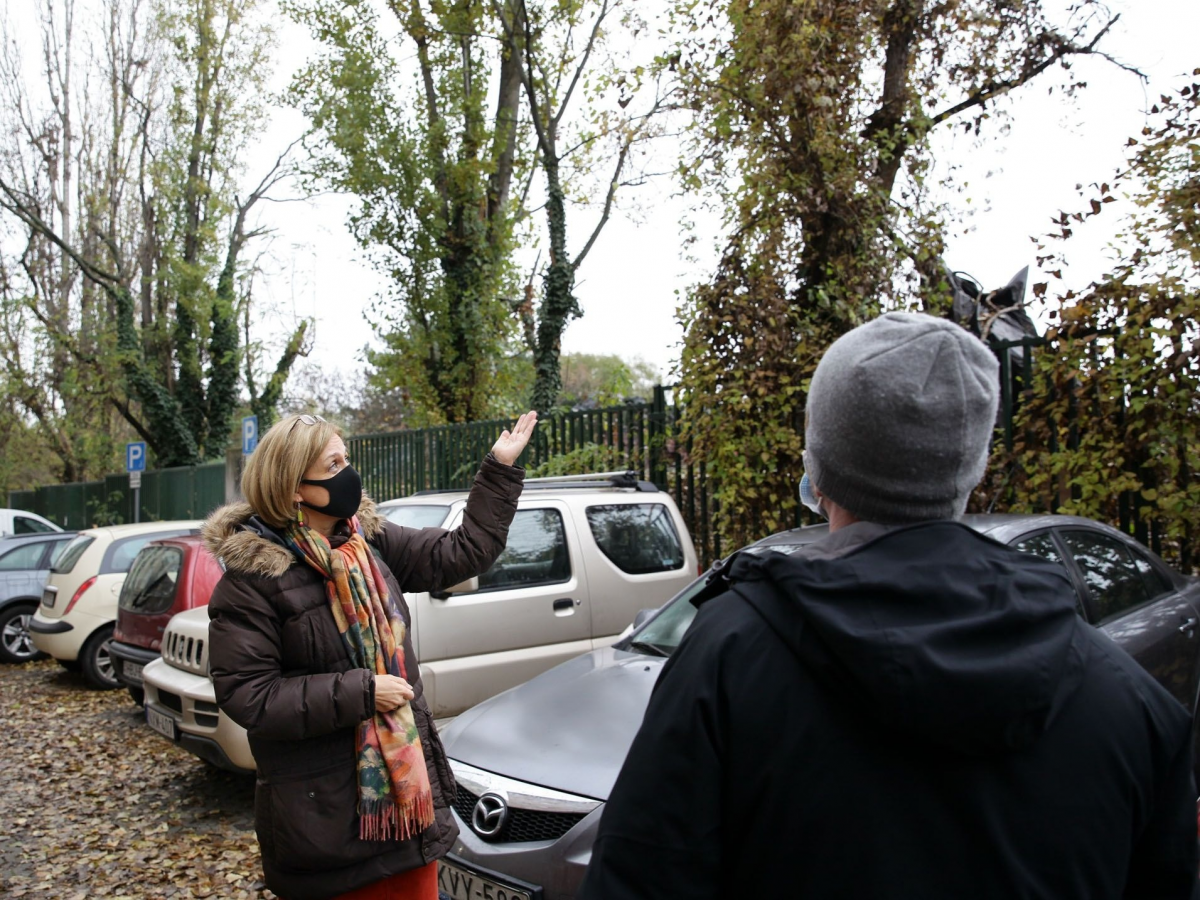 A jegenyefák többsége megmenekülhet A jegenyefák többsége megmenekülhet